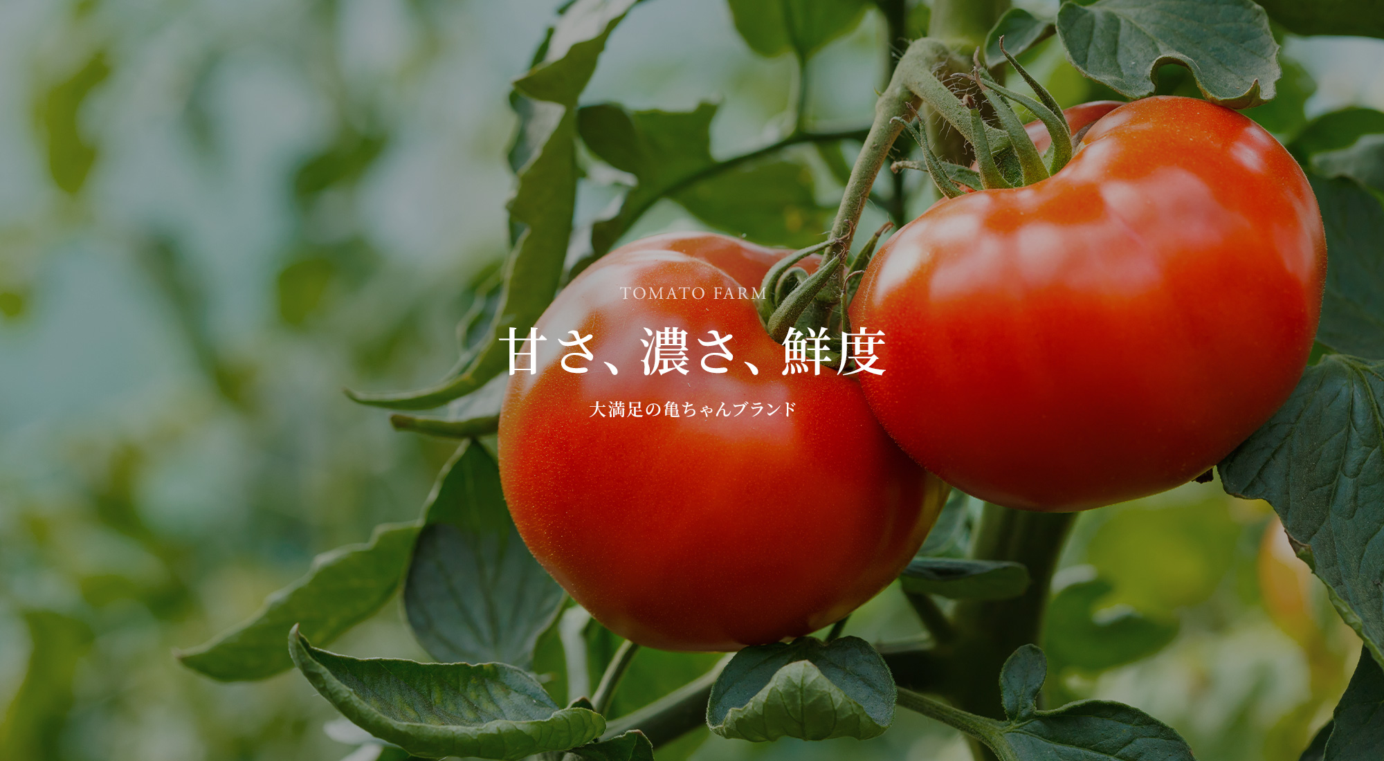 甘さ、濃さ、鮮度 大満足の亀ちゃんブランド