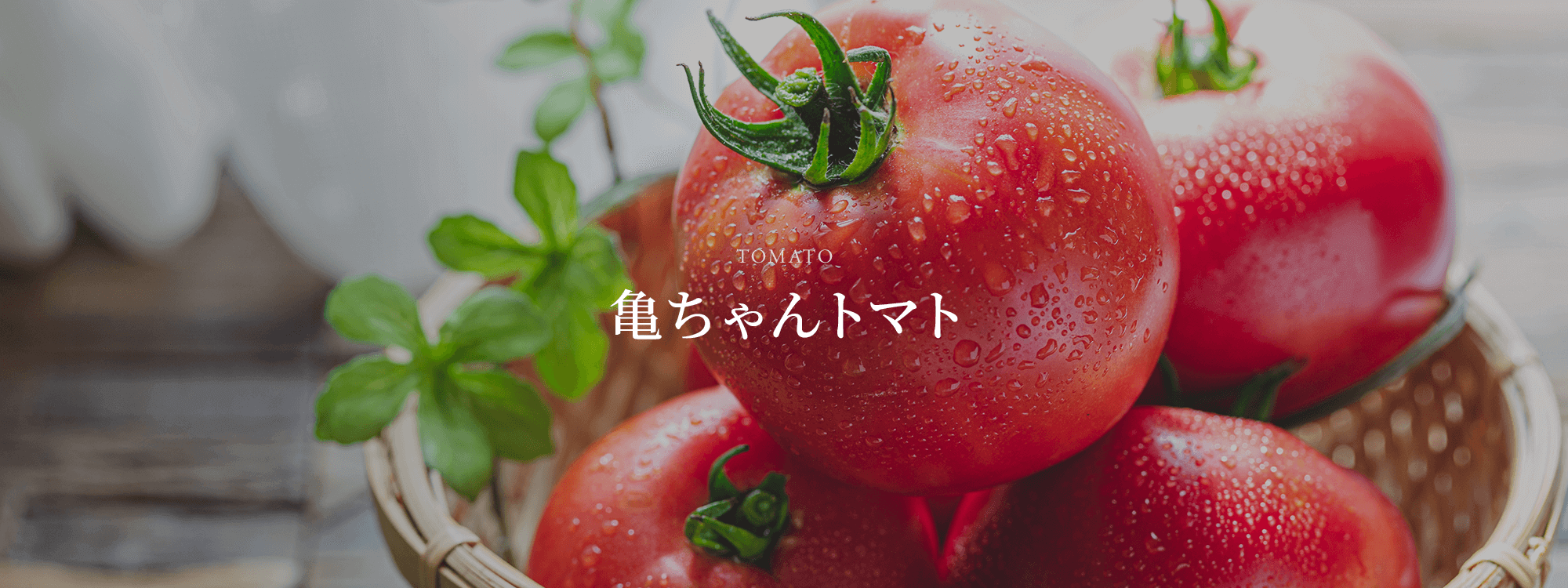 亀ちゃんトマト