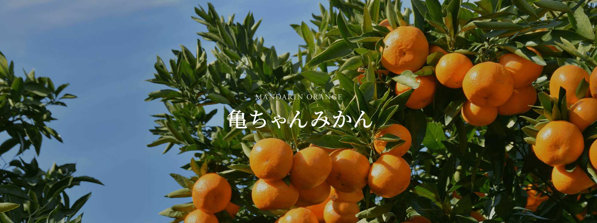 亀ちゃんみかん