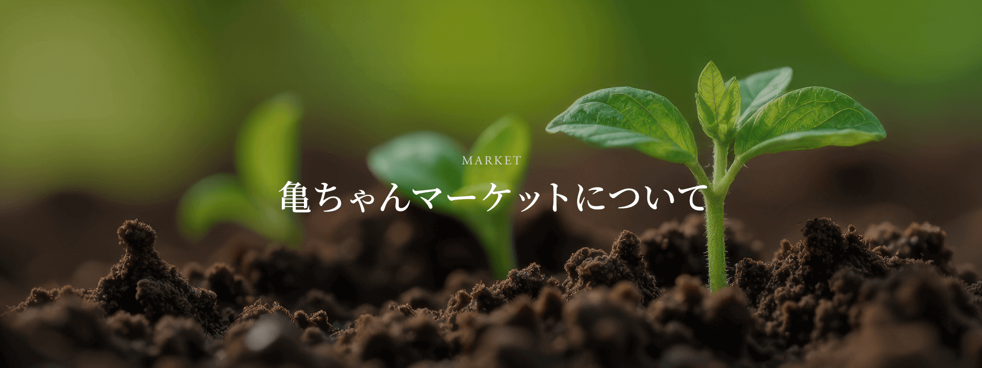亀ちゃんマーケットについて