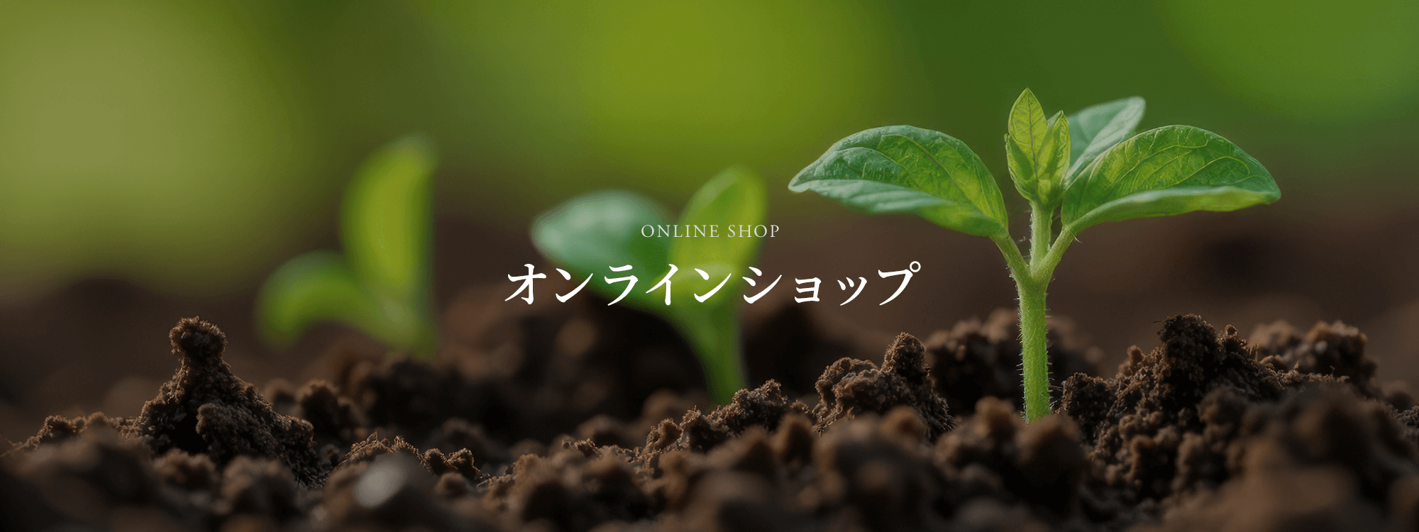 亀ちゃんマーケットについて